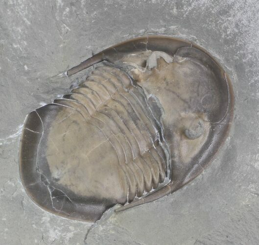 Prone Isotelus Maximus Trilobite - Ohio #43127